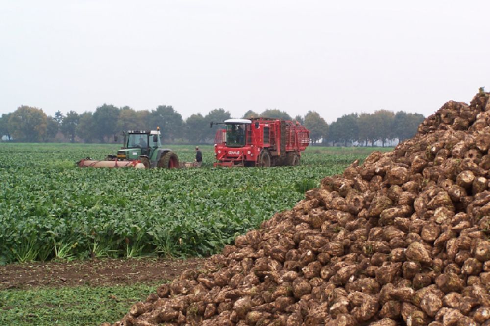 Zeep kan duurzamer: nu ook uit suikerbietpulp