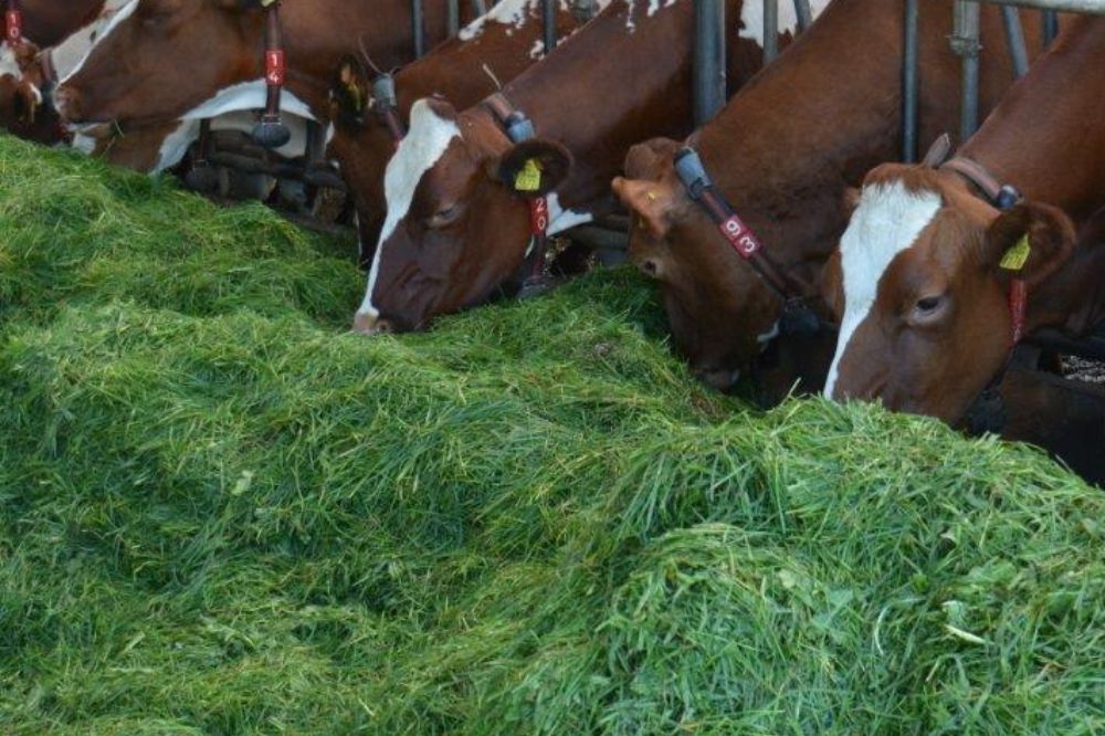 Ook op veengrond naar 155 ruw eiwit in het rantsoen