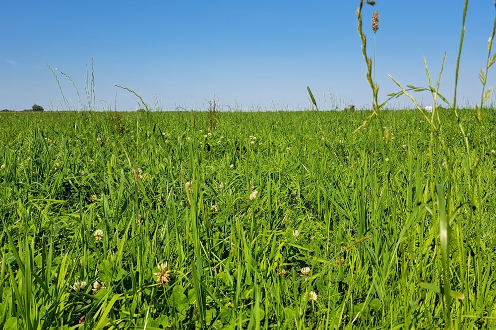 Hoe krijg je en houd je de kruidenrijk grasland