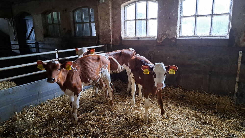 Het is goed te zien dat Riemer Bonnema zijn Holsteins inkruist met andere rassen.