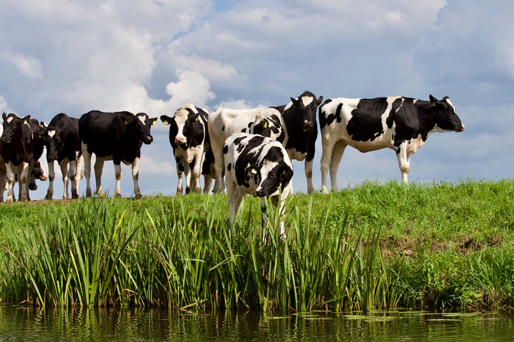 Het gebruik van natuurlijke middelen in de veehouderij