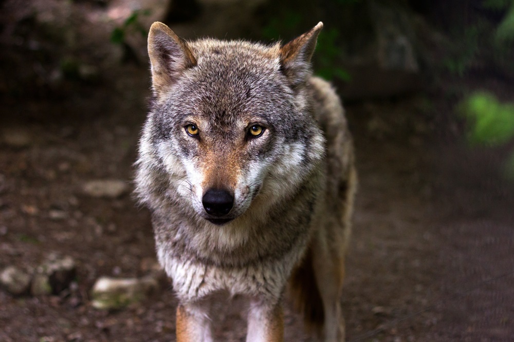 Het verschil in een probleemsituatie bij een wolf en probleemwolf