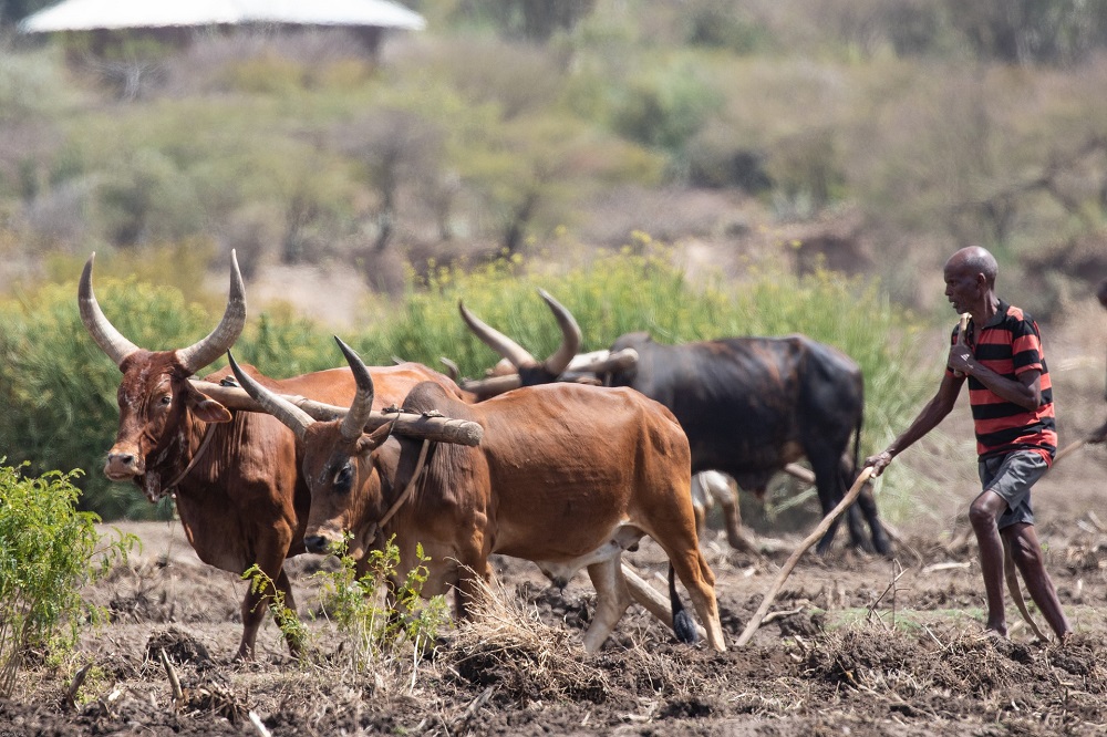 Schimmel mogelijk alternatief voor pesticiden bij bestrijding teken in Afrika