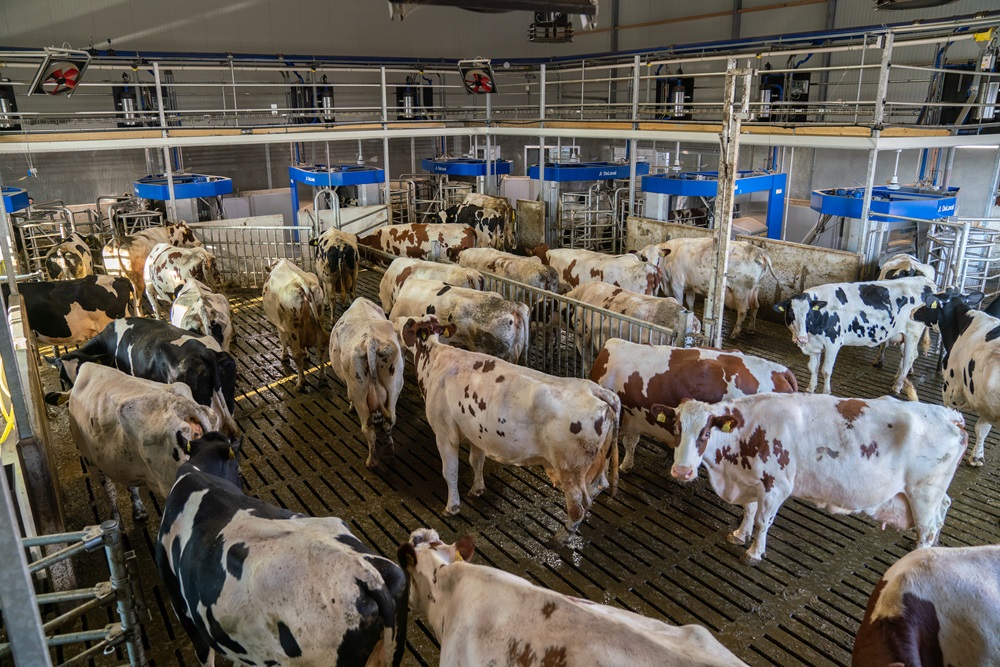 FOCUS OP BATCH MILKING Melkopstelling in een ander jasje