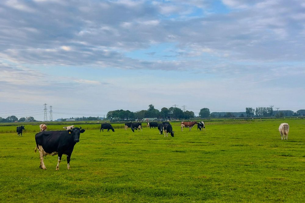 Verplichte weidegang: de nachtmerrie van De Weideman