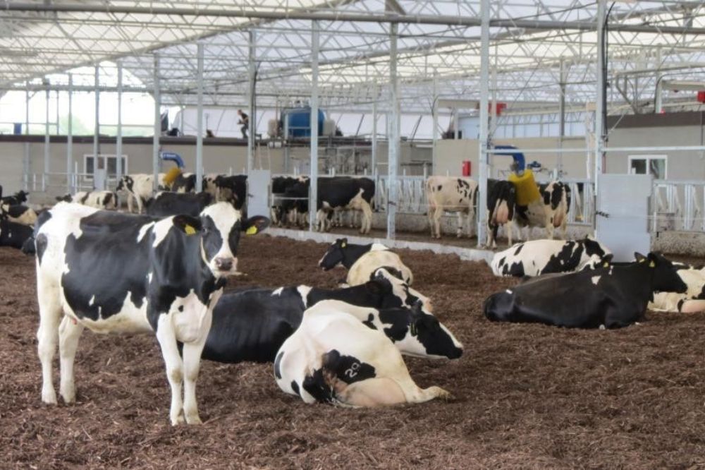 De Marke verkent vernieuwende stalmogelijkheden voor dierwaardige veehouderij