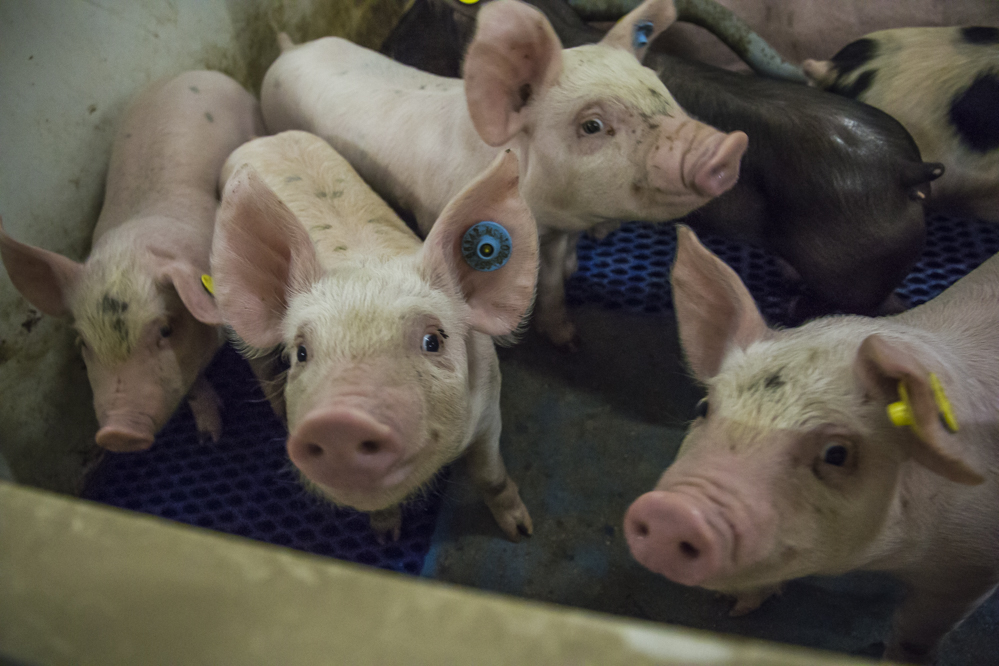 Er is ruim een week voorbij sinds bekend werd dat een bedrijf met waterbuffels in Duitsland besmet is met het mond- en klauwzeervirus (MKZ). In deze week is er achter de schermen veel werk verricht door de verschillende sectoren, ketenpartijen en overheid. Op basis van feiten en rekening houdend met emoties zijn besluiten genomen en acties uitgezet. Hieronder de belangrijkste zaken op een rij.