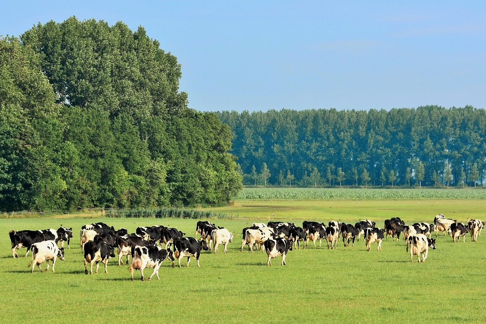 Vertrouwen melkveehouders verder hersteld en ligt op langjarig gemiddelde