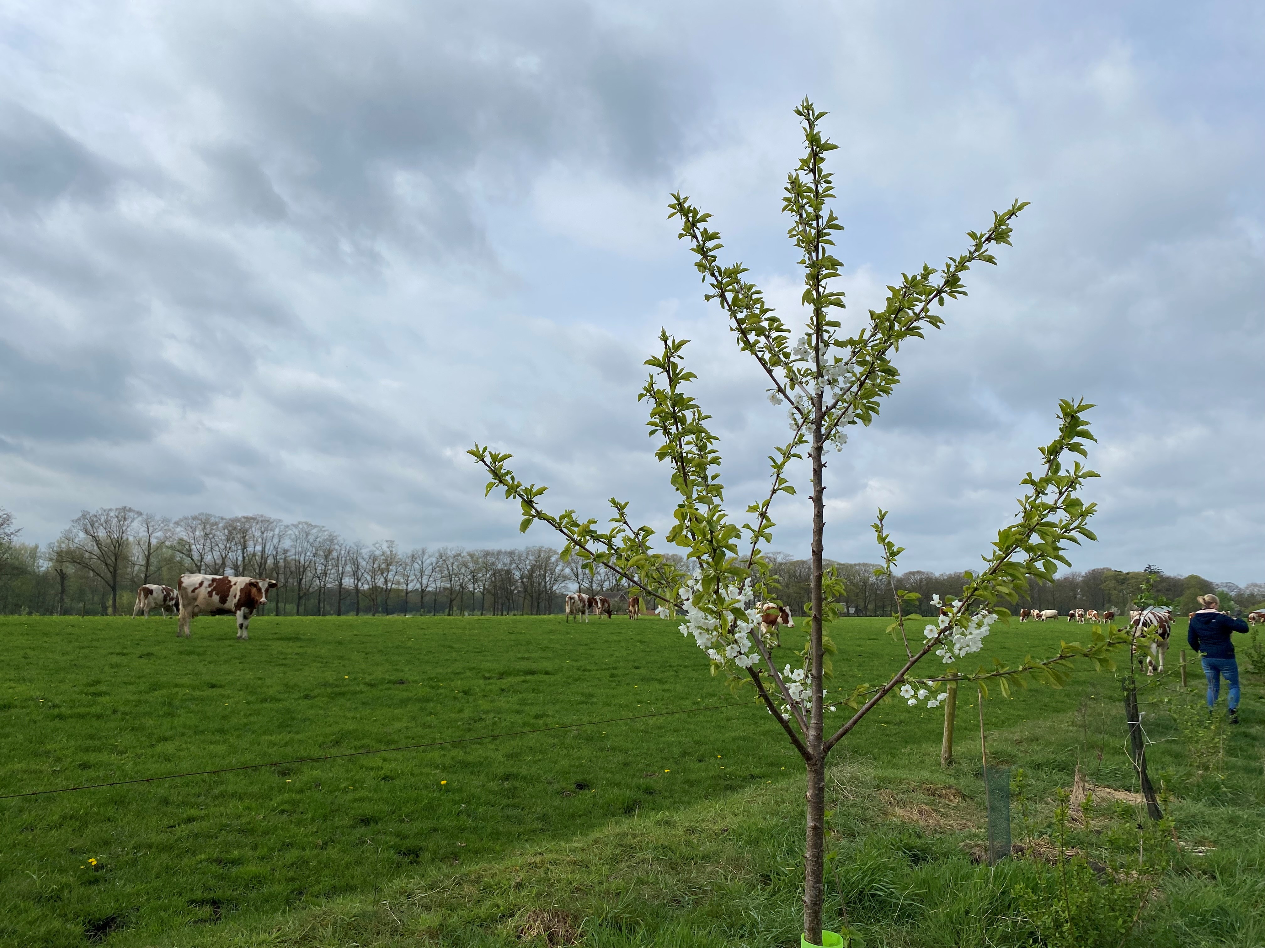 181 boeren planten bijna 27.000 bomen