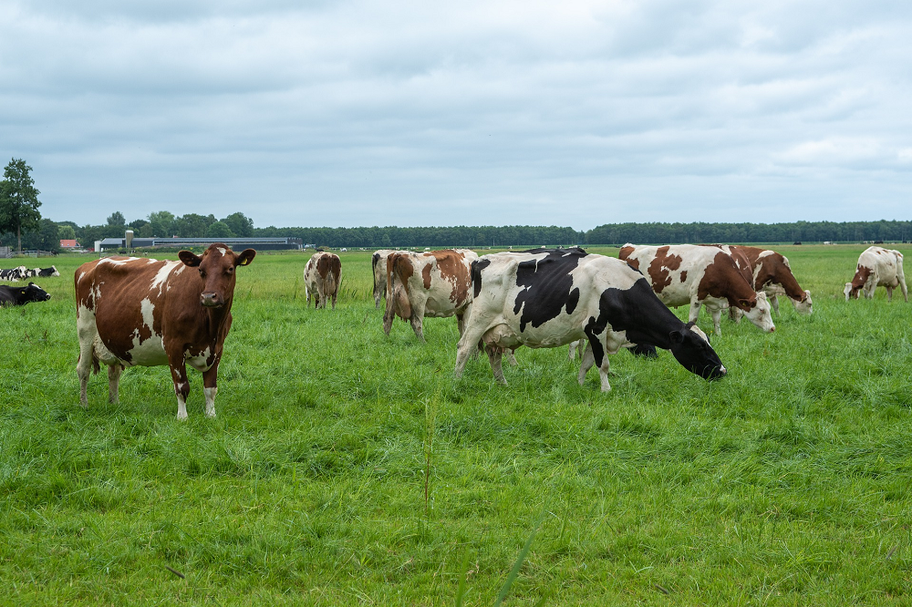 Farmwalks Emissiearm op jouw Farm