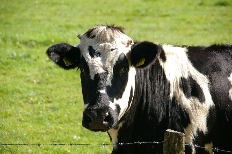 Impact van blauwtong serotype 3 en effect van vaccinatie