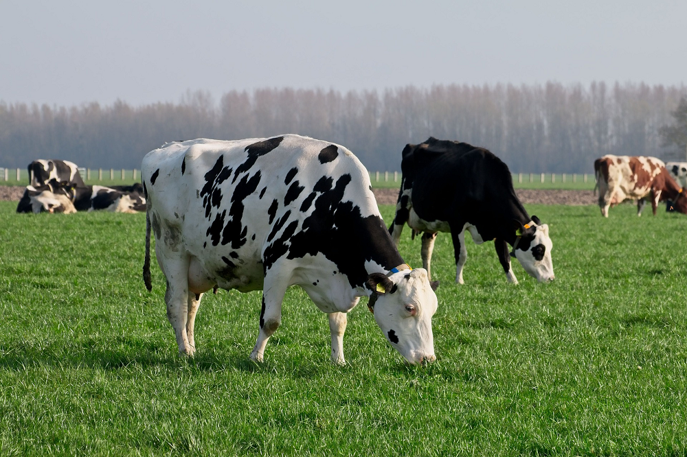 Minder koeien of meer grond? De mogelijke effecten van een graslandnorm