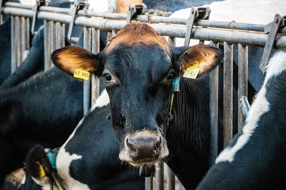 Eerste vogelgriepvaccin voor melkvee naar verwachting snel goedgekeurd in de VS